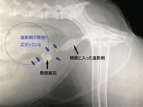 牛 ペニス|ゲッ、マジ～、今度は膀胱破裂かよ～ 